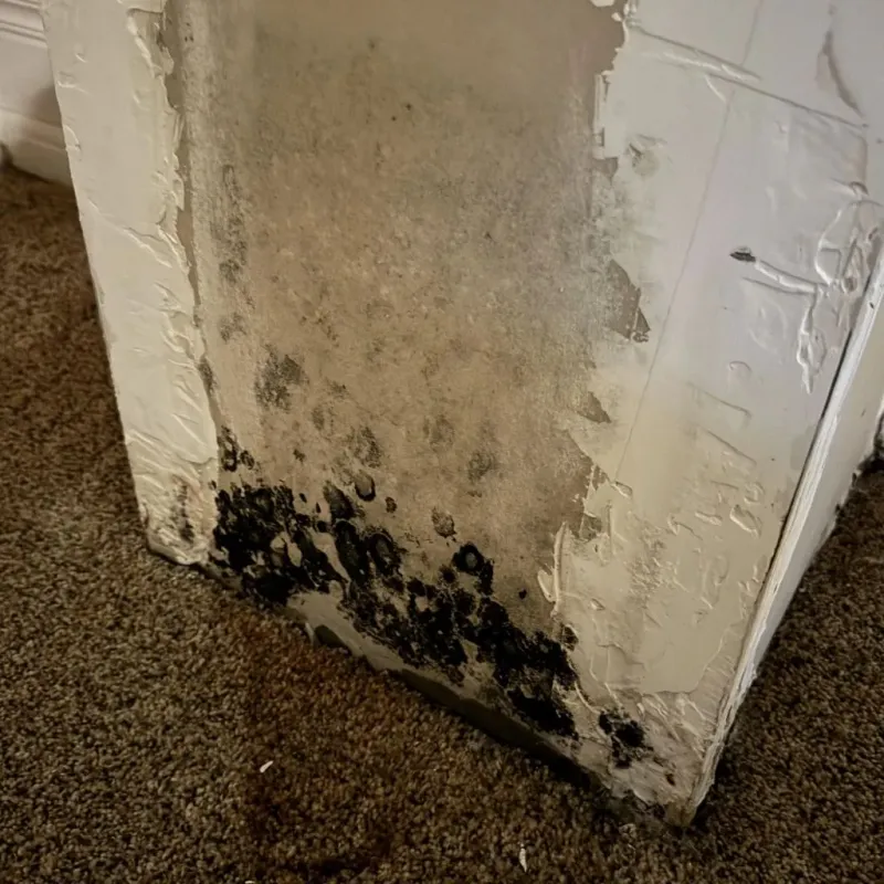Professional Mold Removal in Naples, TX